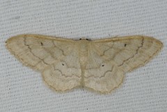 Idaea deversaria