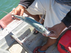 Caranx sexfasciatus
