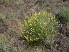 Astragalus filipes