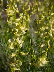 Astragalus filipes