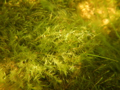 Fontinalis hypnoides