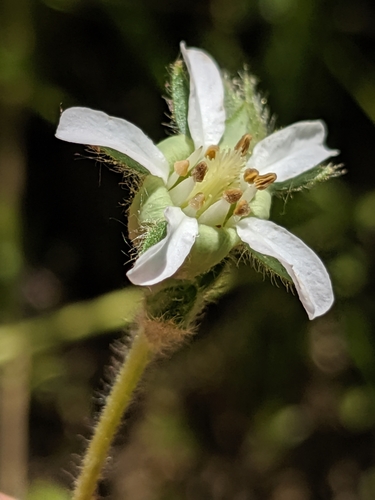 Santa Lucia Horkelia