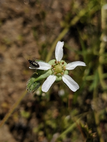 Image of Horkelia yadonii by no rights reserved