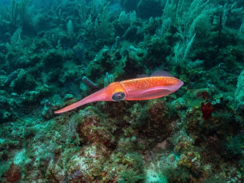 Caribbean Reef Squid