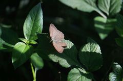 Cissia