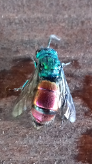 Chrysis ignita