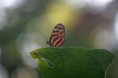 Mechanitis lysimnia utemaia