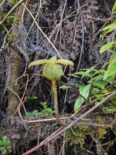 Cyrtandra platyphylla observed 2024-09-18