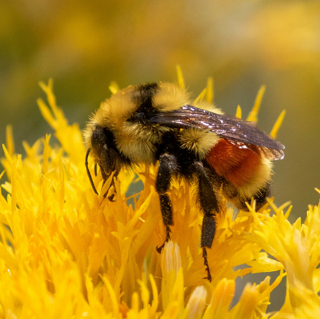 Hunt s Bumble Bee From Mono County CA USA On September 6 2024 At 11 Hunt s bumble bee from mono county ca usa on september 6 2024 at 11