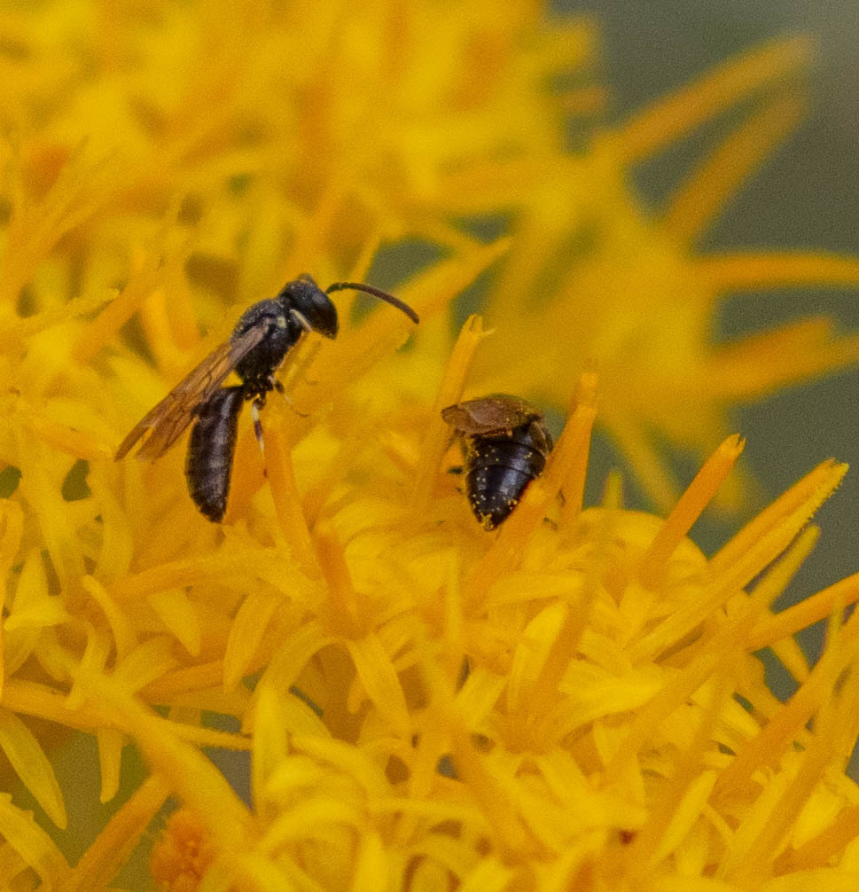 Masked Bees From Mono County CA USA On September 6 2024 At 11 39 AM Masked bees from mono county ca usa on september 6 2024 at 11 39 am