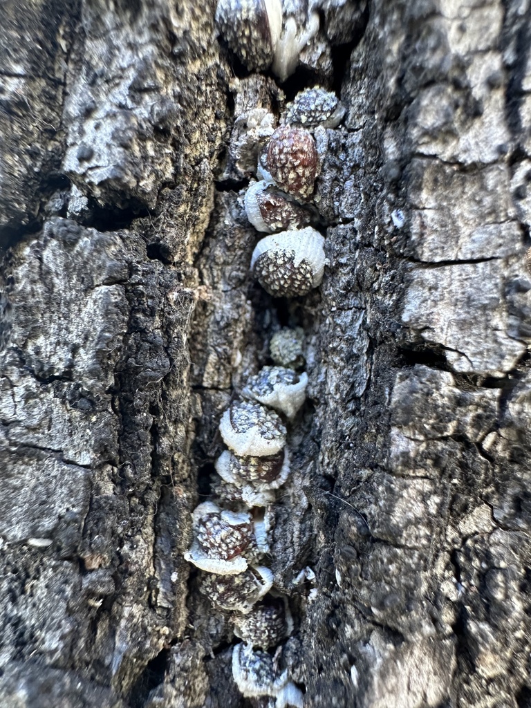 Nidularia pulvinata
