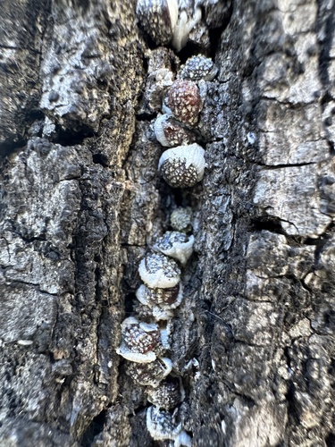 Nidularia pulvinata