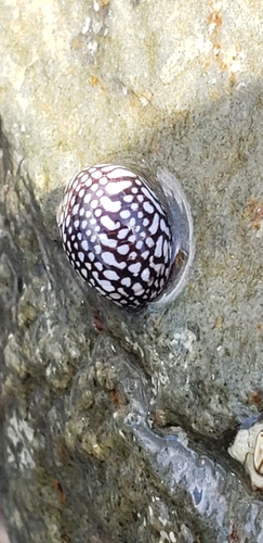 Puperita pupa