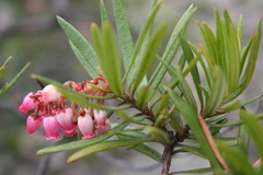 Comarostaphylis polifolia