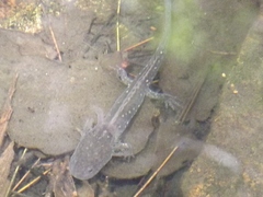 Ambystoma velasci