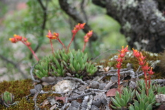 Echeveria calderoniae