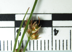 Luzula multiflora multiflora