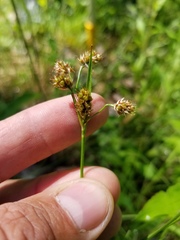 Luzula multiflora multiflora