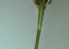 Luzula multiflora multiflora