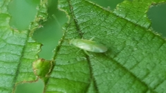 Miridae