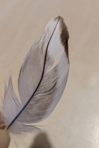 Plume de Œdicnème criard
