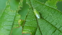 Miridae