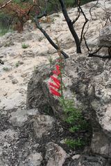 Lamourouxia rhinanthifolia