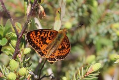 Boloria eunomia