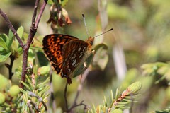 Boloria eunomia