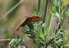 Boloria eunomia