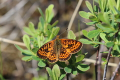 Boloria eunomia