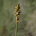 Northern Bog Sedge - Photo (c) Rob Foster, some rights reserved (CC BY), uploaded by Rob Foster