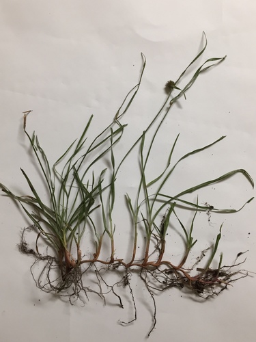 Cyperus brevifolius iNat (1)