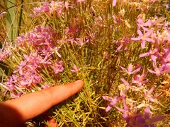 Zeltnera beyrichii