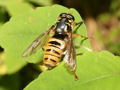 Temnostoma excentrica