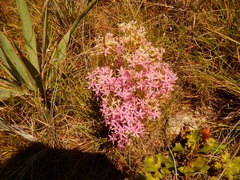 Zeltnera beyrichii