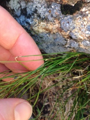 Oreojuncus trifidus