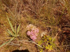 Zeltnera beyrichii