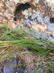Oreojuncus trifidus
