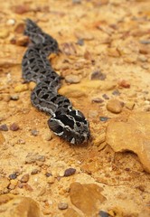 Bitis atropos