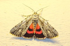 Catocala coccinata