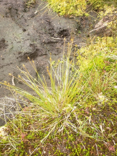 Carex pauciflora iNat (1)