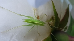 Meconema