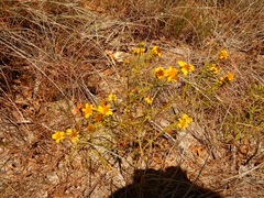 Dysodiopsis tagetoides