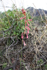 Polianthes geminiflora