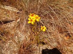 Dysodiopsis tagetoides