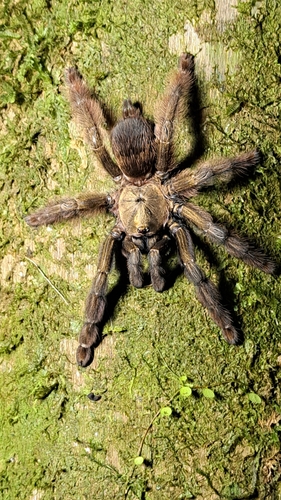 Costa Rican orangemouth tarantula