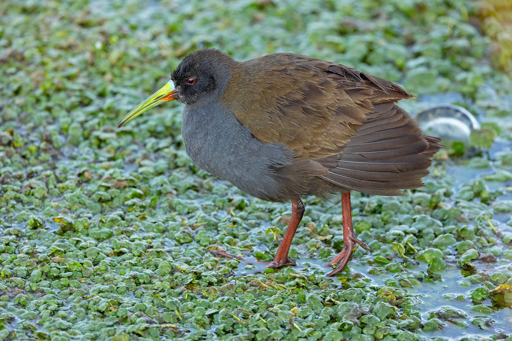 Pardirallus sanguinolentus tschudii