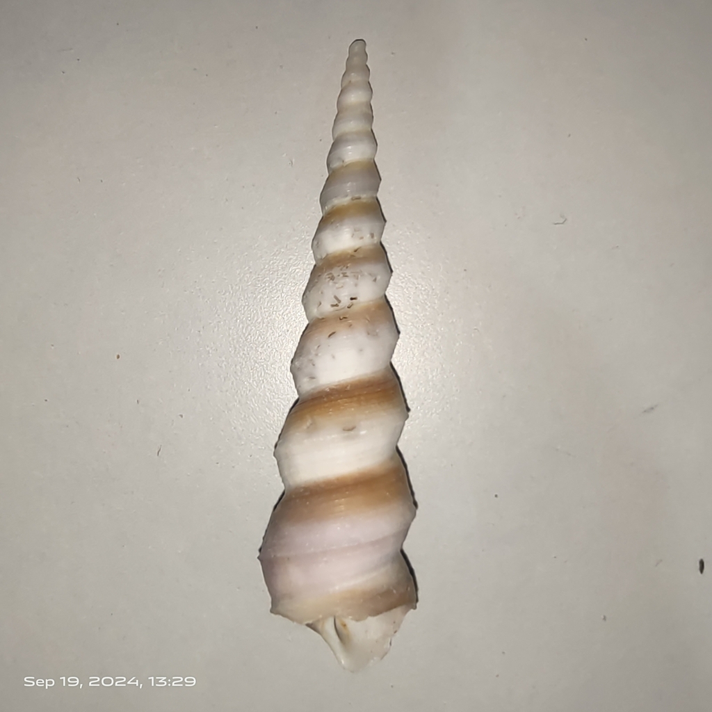 Turritella acutangula