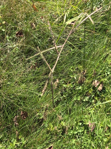 Image of Paspalum setaceum by no rights reserved